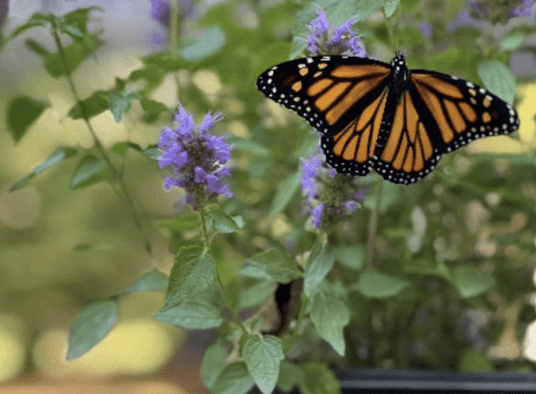 RAL NATIVE PLANT SALE