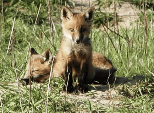 Fall Homeschool Series: Mammal Mania