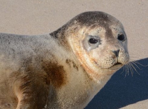 Seal Watching with Cape Water Tours & Merr Institute