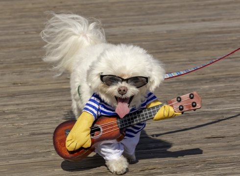 Sea Witch Dog Parade