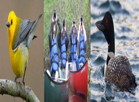 Spring Delmarva Birding Weekend