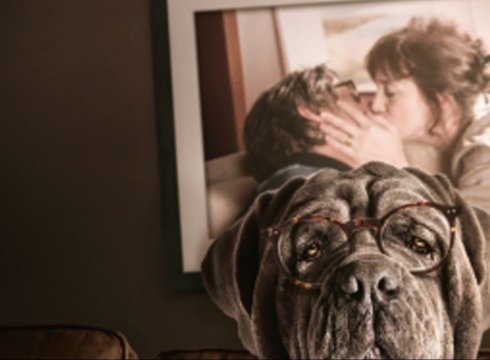 Streaming Film - My dog Stupid