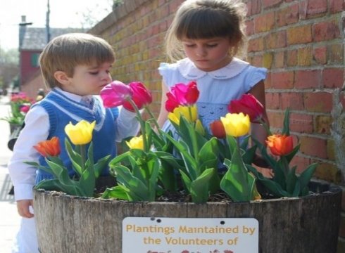 Lewes Tulip Celebration