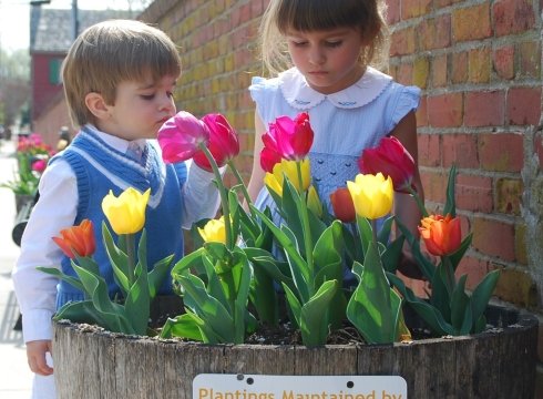 Lewes Tulip Celebration