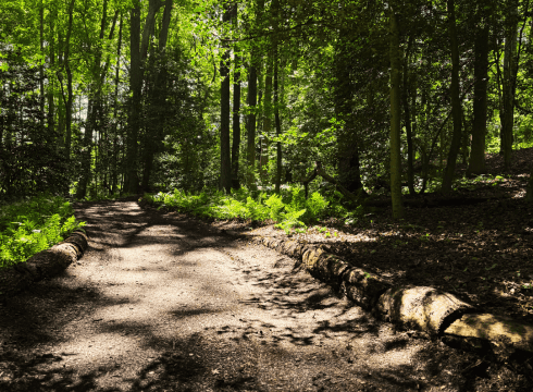 Wonders of the Woodlands