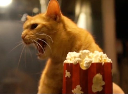 Virtual Cinema - Quarantine Cat Film Festival