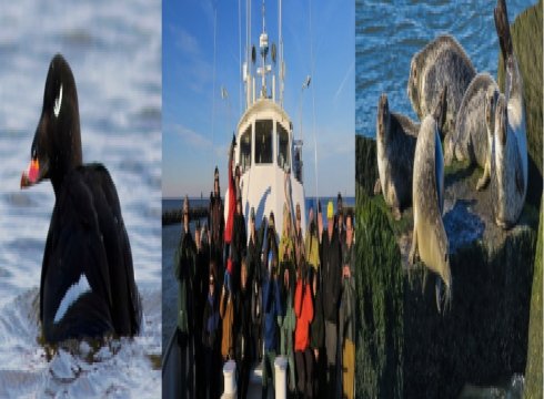 Winter Delmarva Birding Weekend