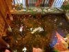 The Cultured Pearl Restaurant & Sushi Bar