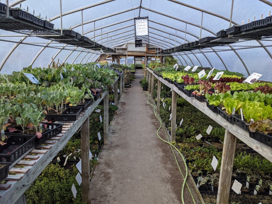Pepper Greenhouses