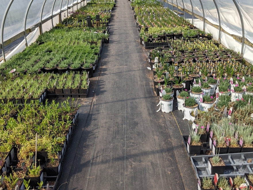 Pepper Greenhouses