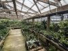 Pepper Greenhouses