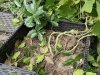 Bella Terra Landscape and Garden Center