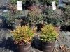 Inland Bays Garden Center