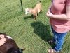 Story Hill Farm