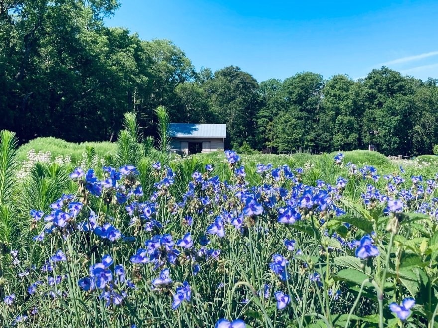 Delaware Botanic Gardens at Pepper Creek