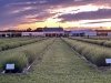 Brittingham Farms