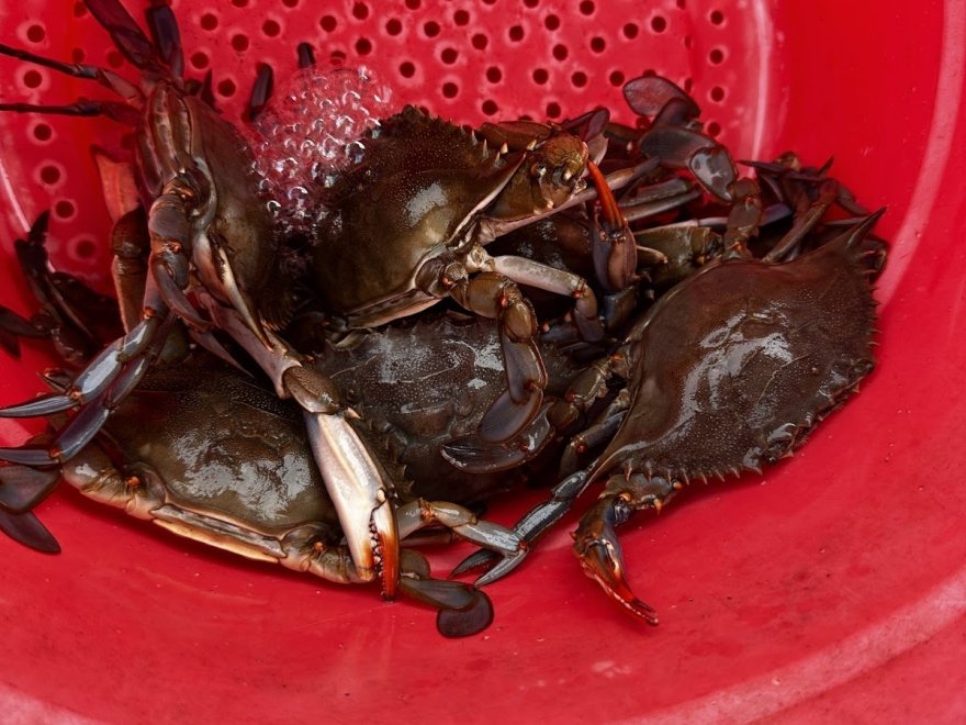 Crab Claws Adventures