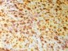 Miltonian Pizzeria & Wing House