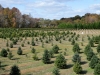 Don's Tree Farm - Off Season Call Ahead