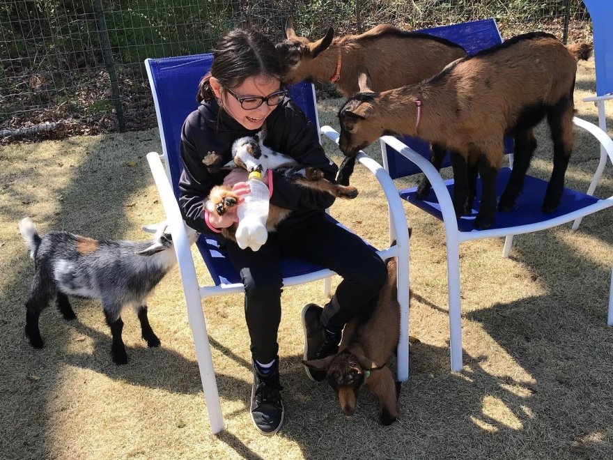Goat Joy