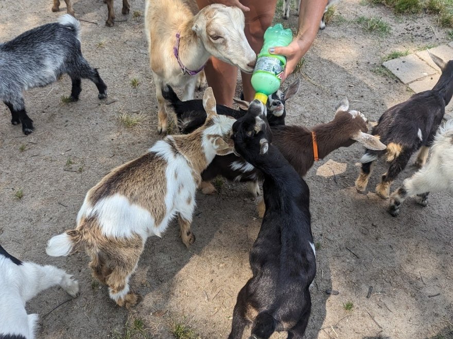 Goat Joy