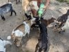 Goat Joy