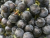 Salted Vines Vineyard & Winery