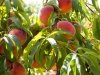 Bennett Orchards