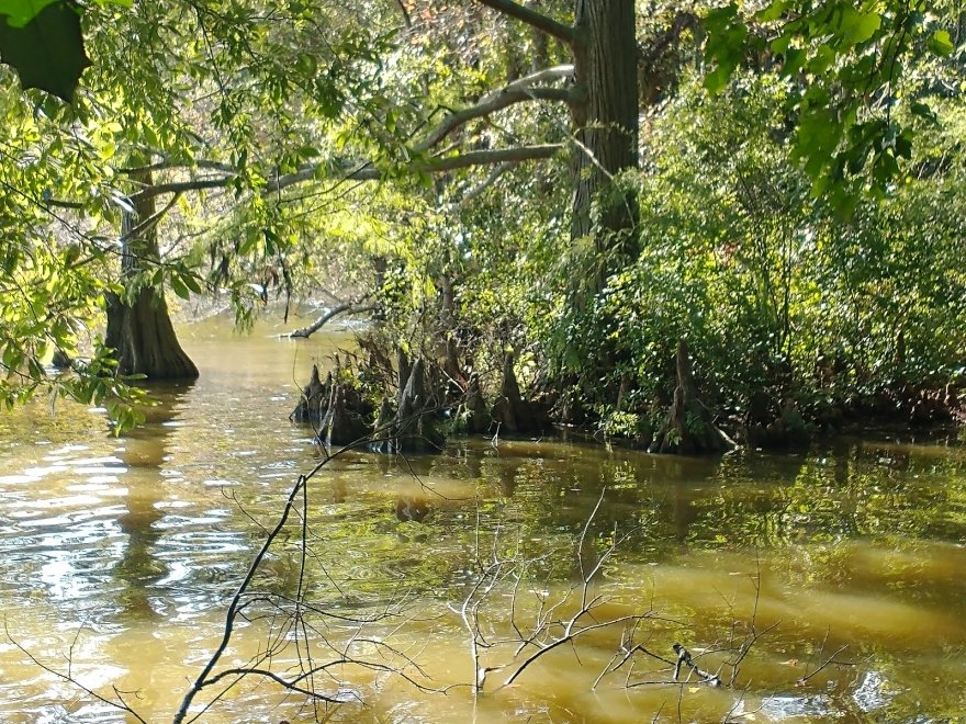 Trap Pond State Park