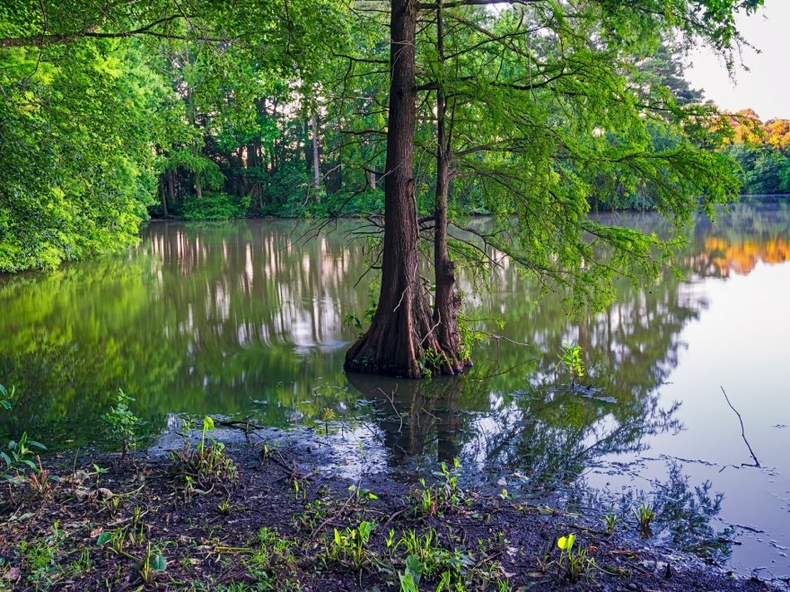 Trap Pond State Park