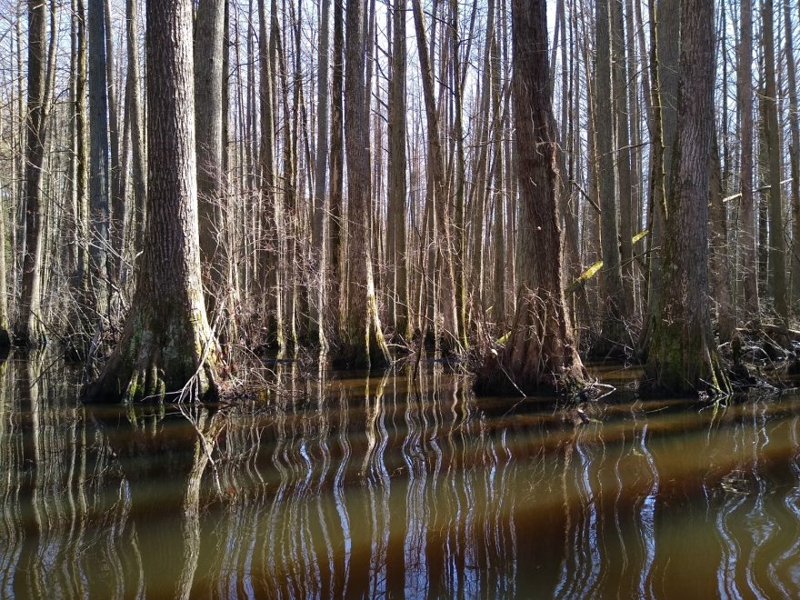 Trap Pond State Park