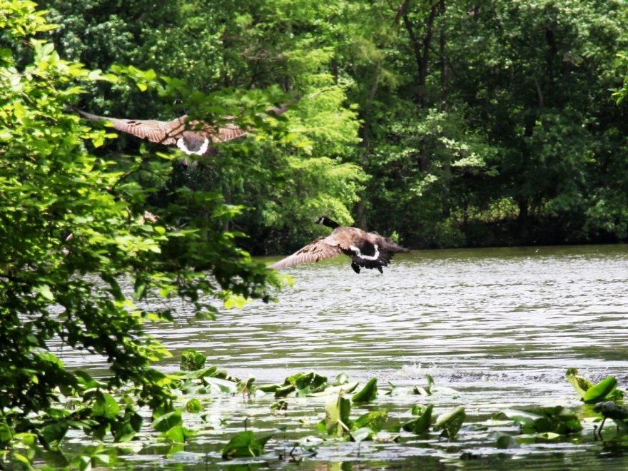 Trap Pond State Park