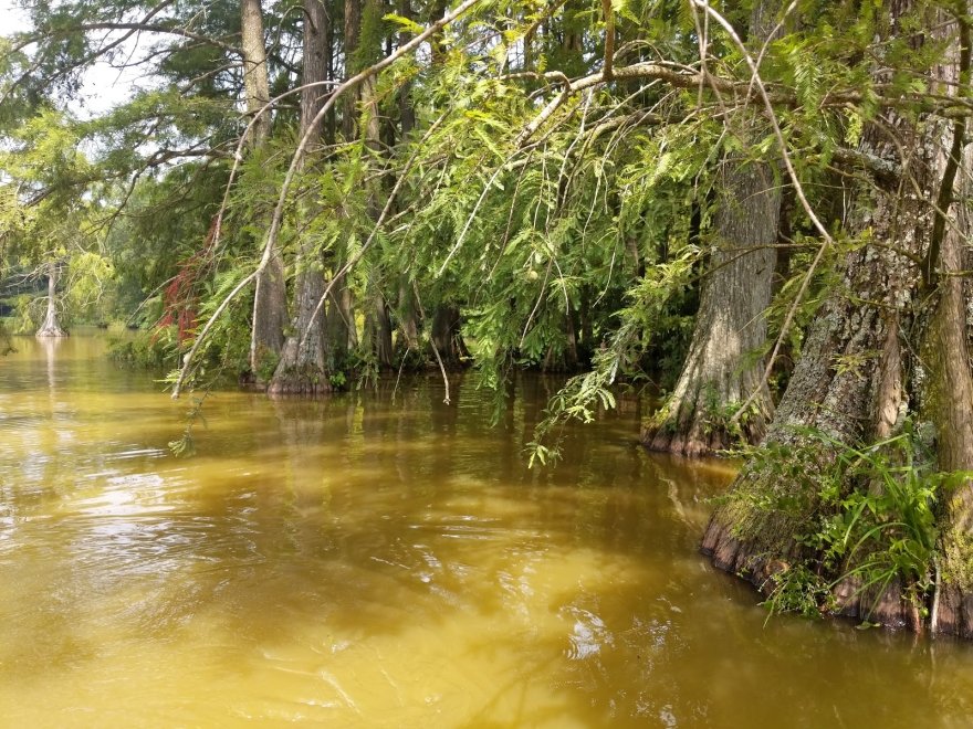 Trap Pond State Park