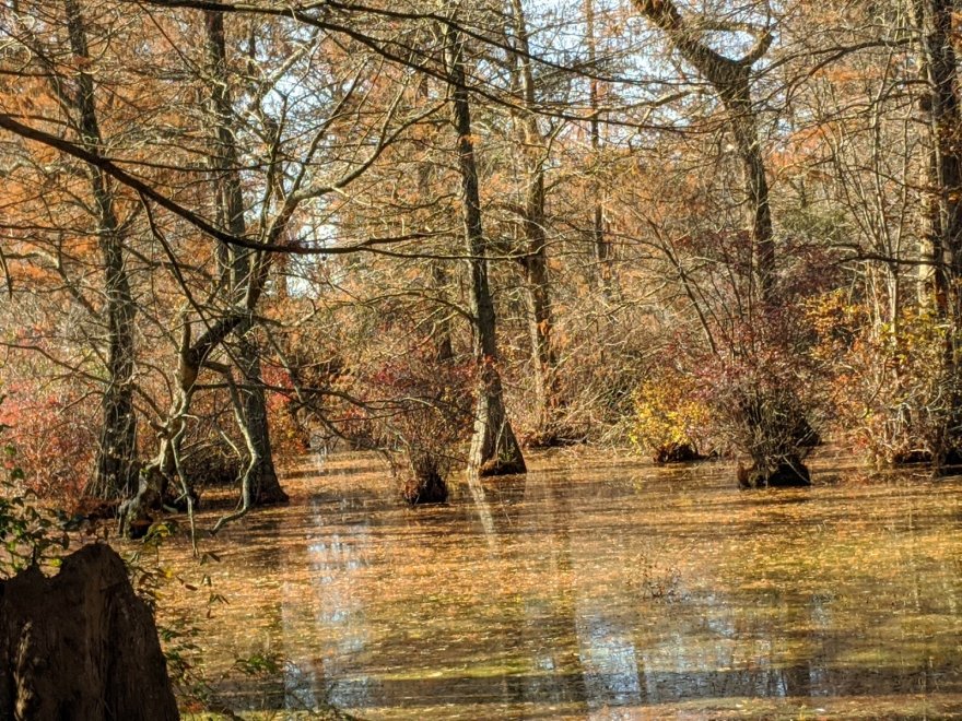 Trap Pond State Park