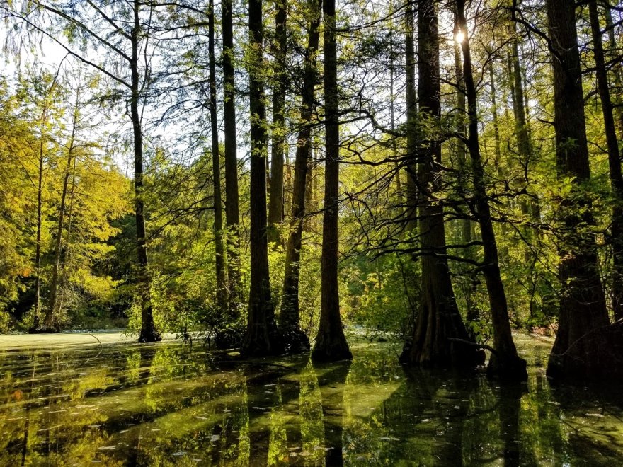 Trap Pond State Park