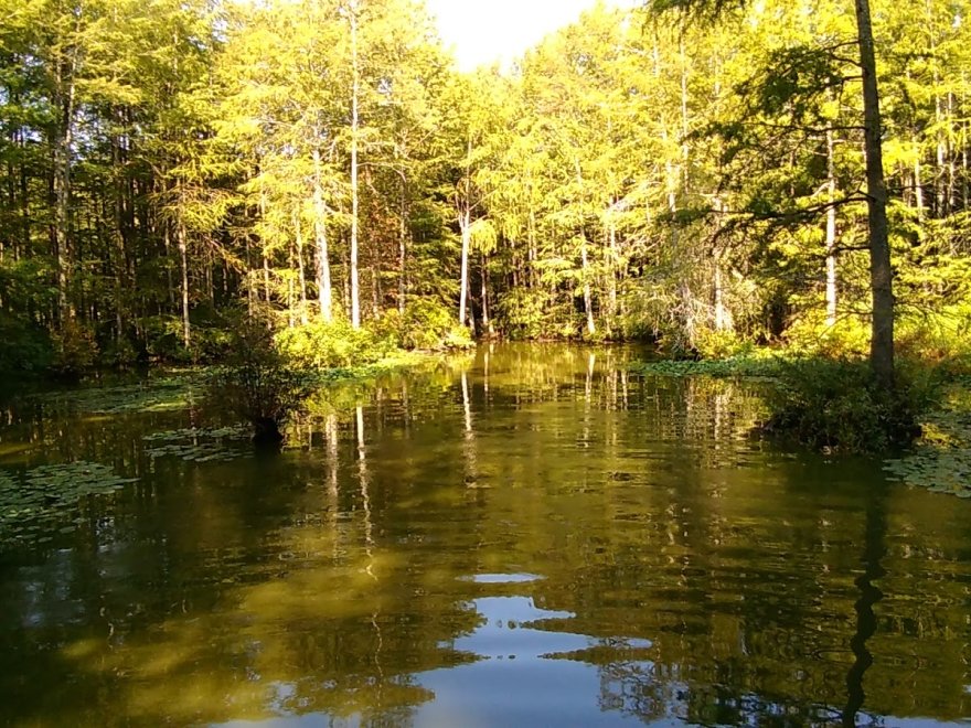 Trap Pond State Park