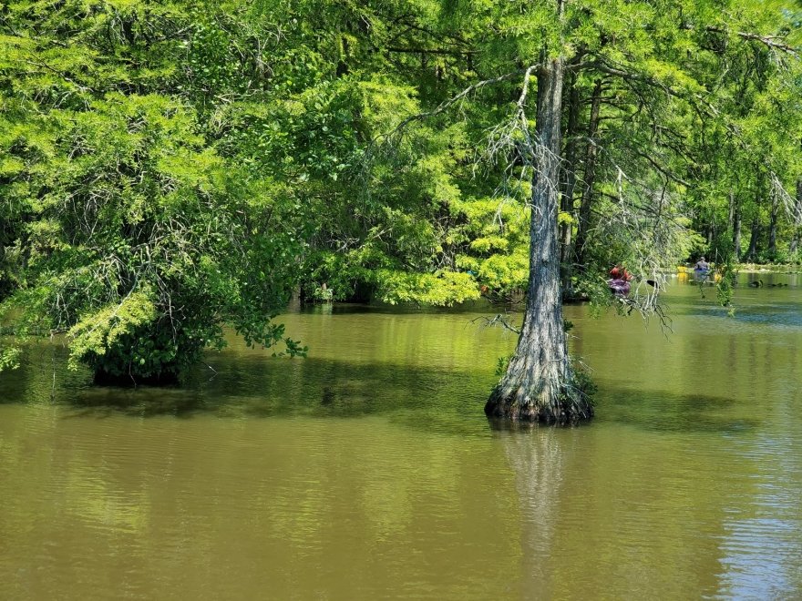 Trap Pond State Park