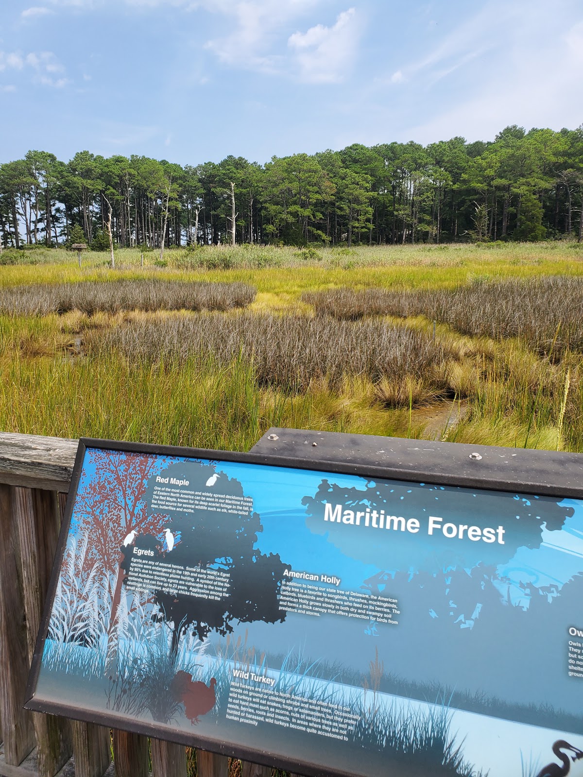 Exploring Bethany Beach Nature Center: A Nature Lover's Paradise