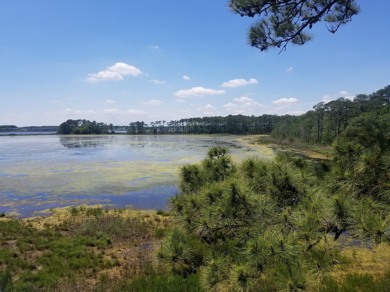 Assawoman wildlife area 37604 mulberry discount landing rd frankford de 19945