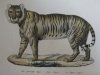 Antique Prints, Inc.