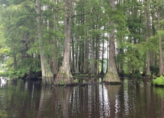 Great Cypress Swamp
