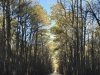 Great Cypress Swamp