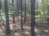 Redden State Forest