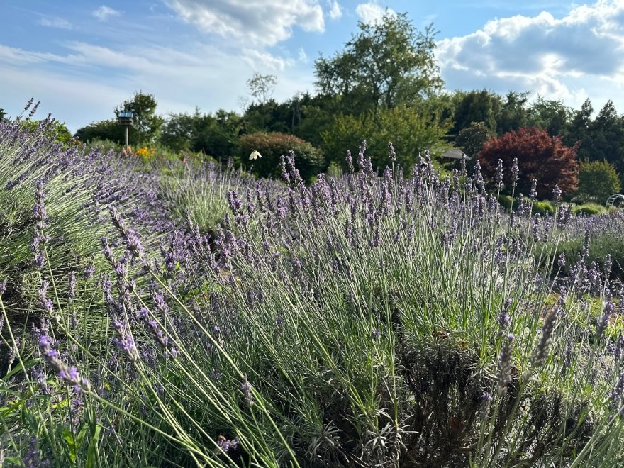 Lavender Fields