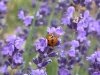 Lavender Fields