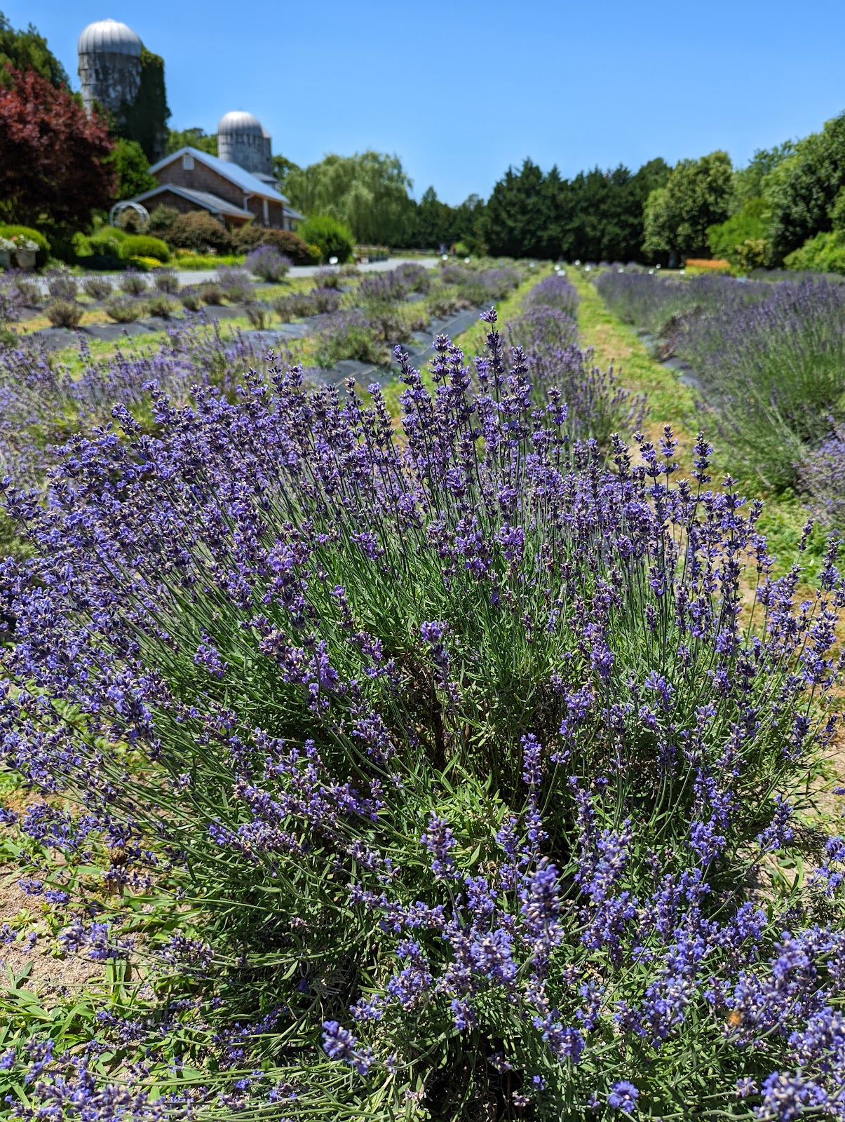 Lavender Fields - OnSite