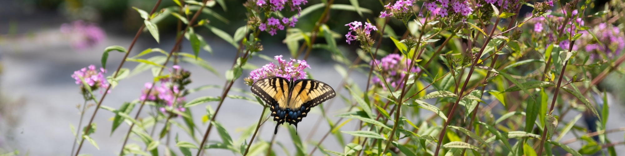Butterflies & Blooms at The Delaware Botanic Gardens