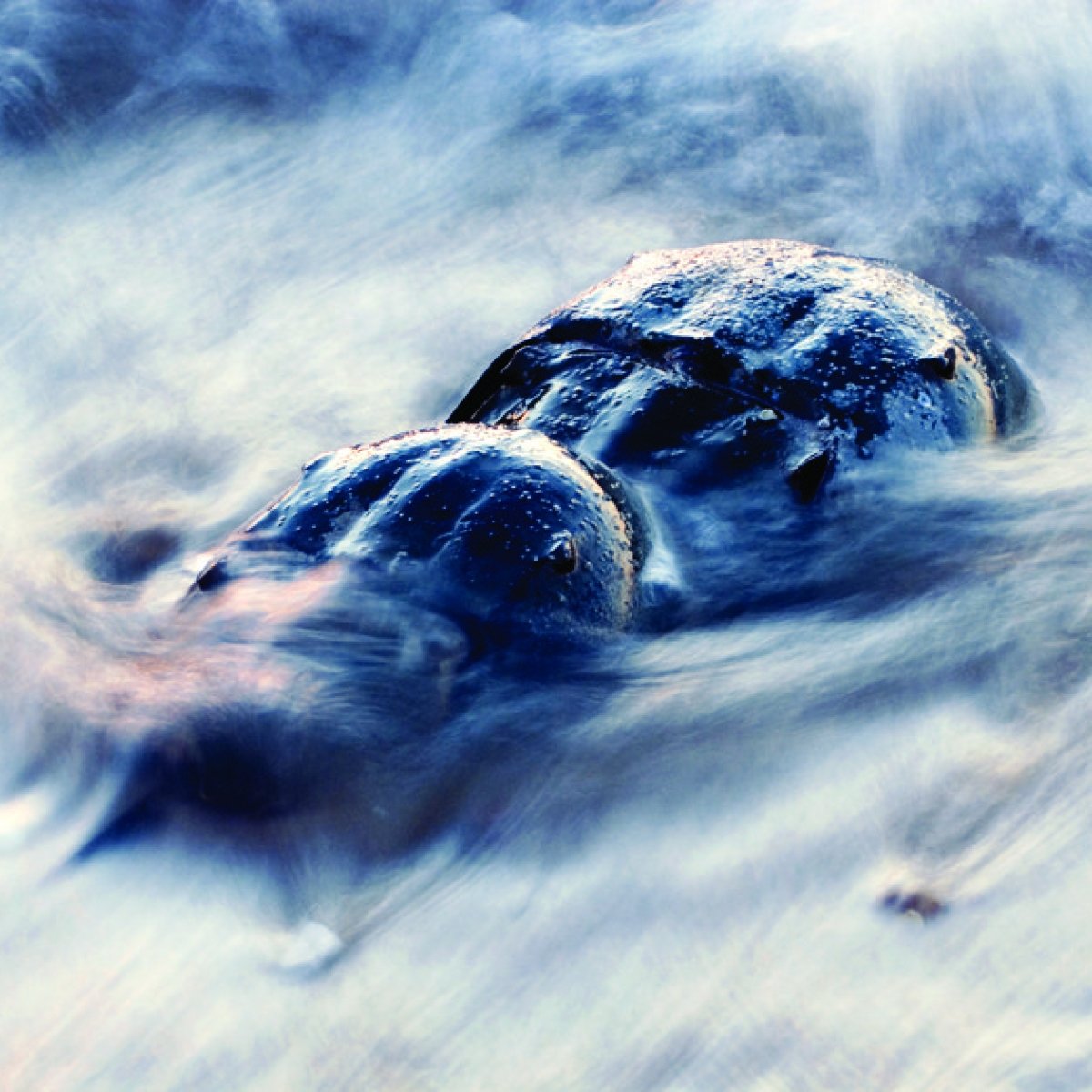 Naturally Awesome: Horseshoe Crab Spawning and Seabird Migration Stop-Over