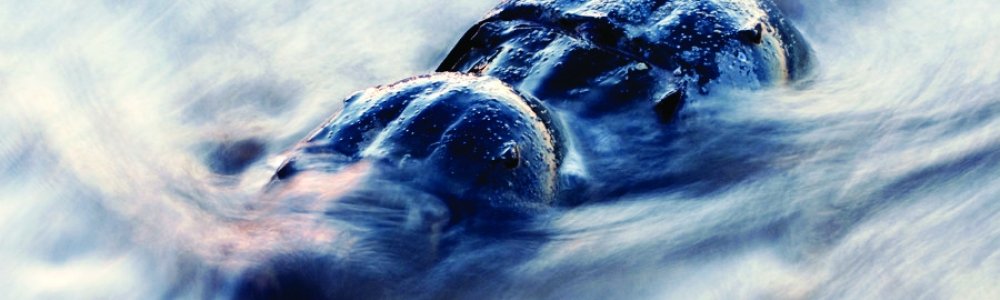 Naturally Awesome: Horseshoe Crab Spawning and Seabird Migration Stop-Over